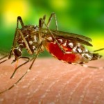 mosquito-zika-800